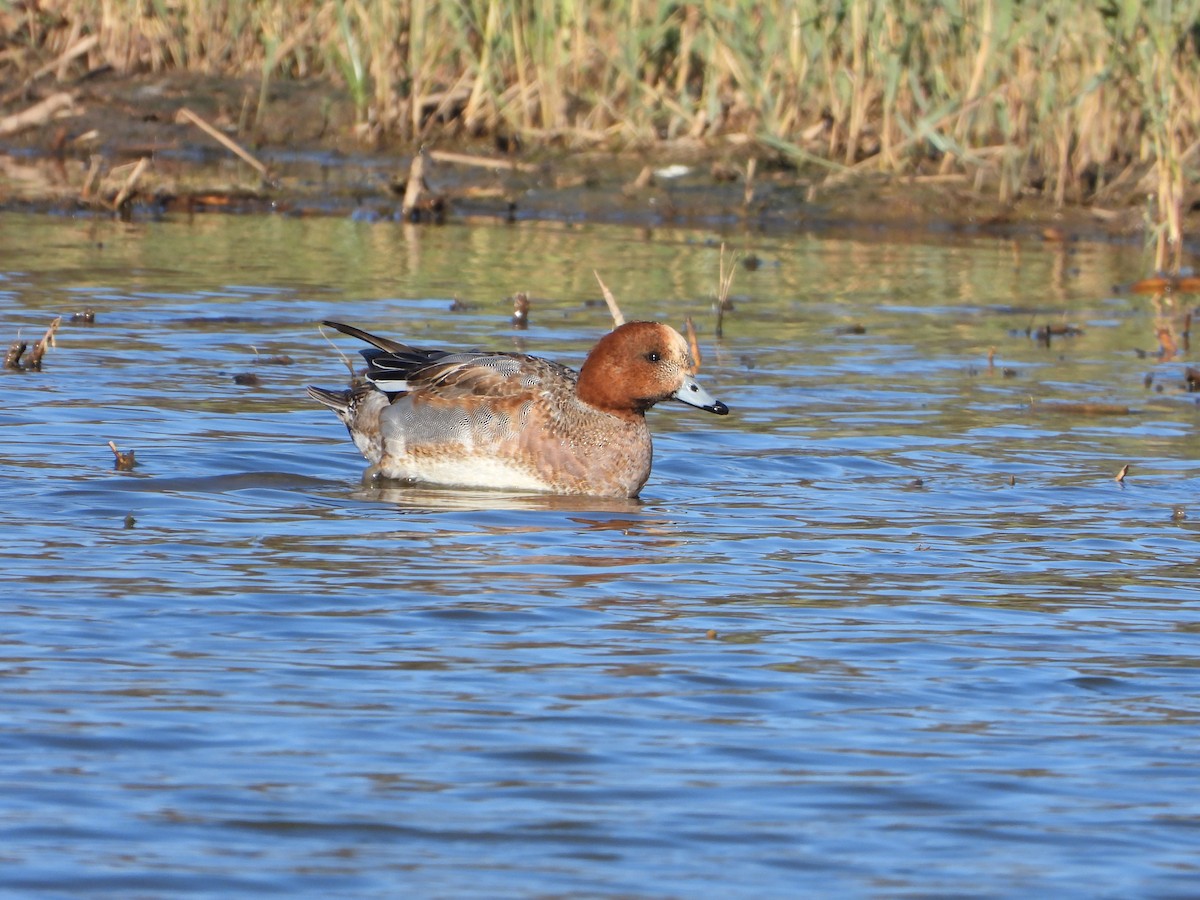 Eurasian Wigeon - ML646535771