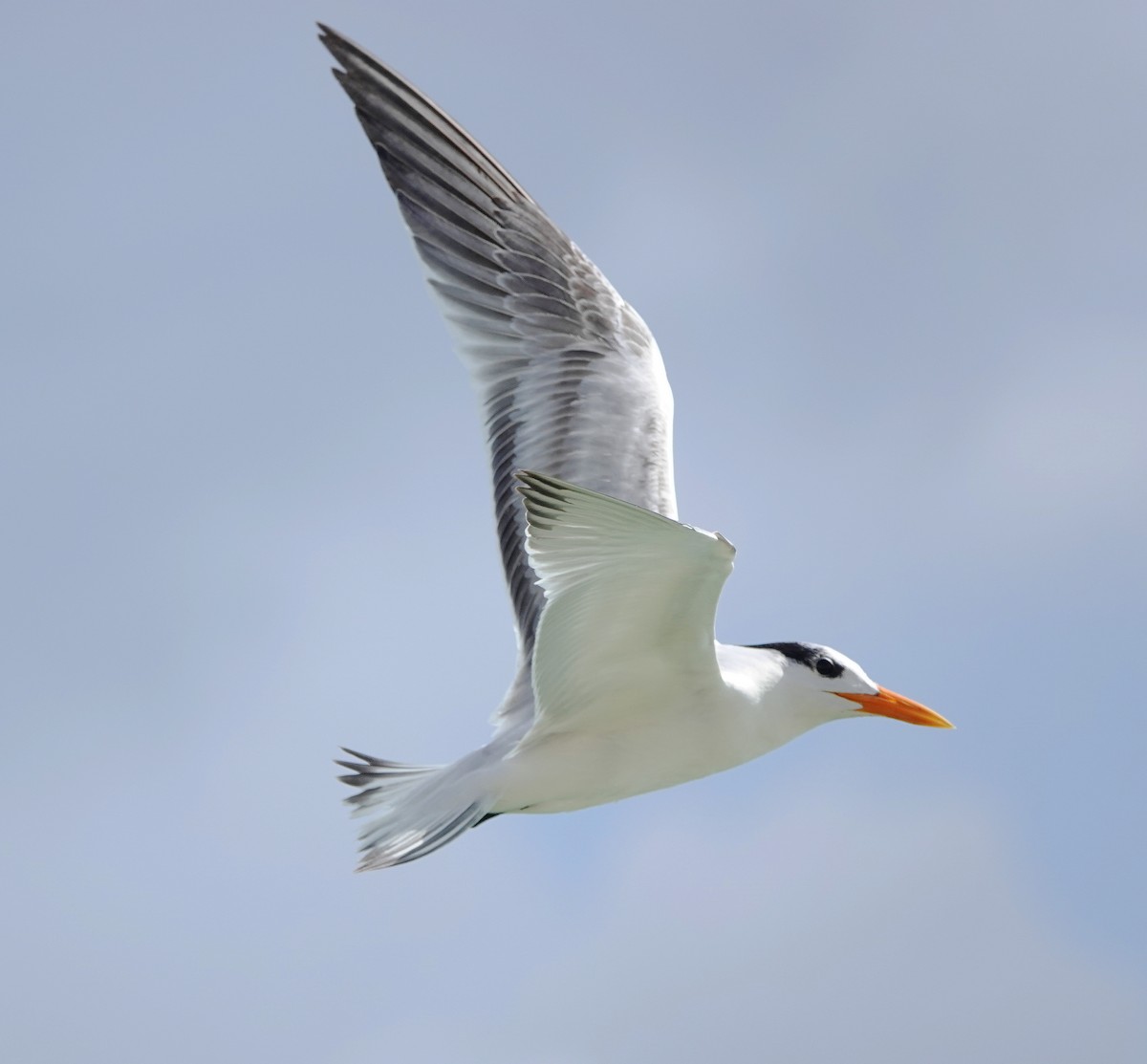 שחפית גדולה - ML646535772