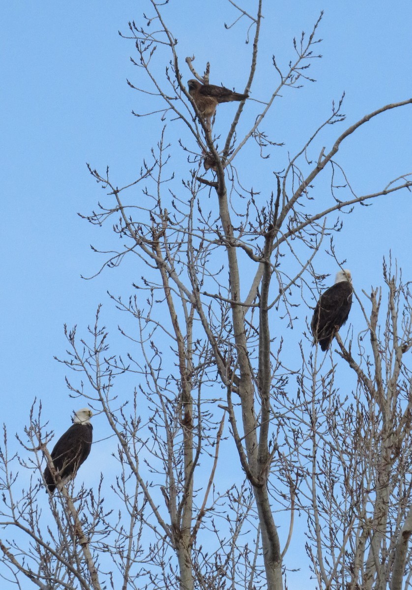 Red-tailed Hawk - ML646535773