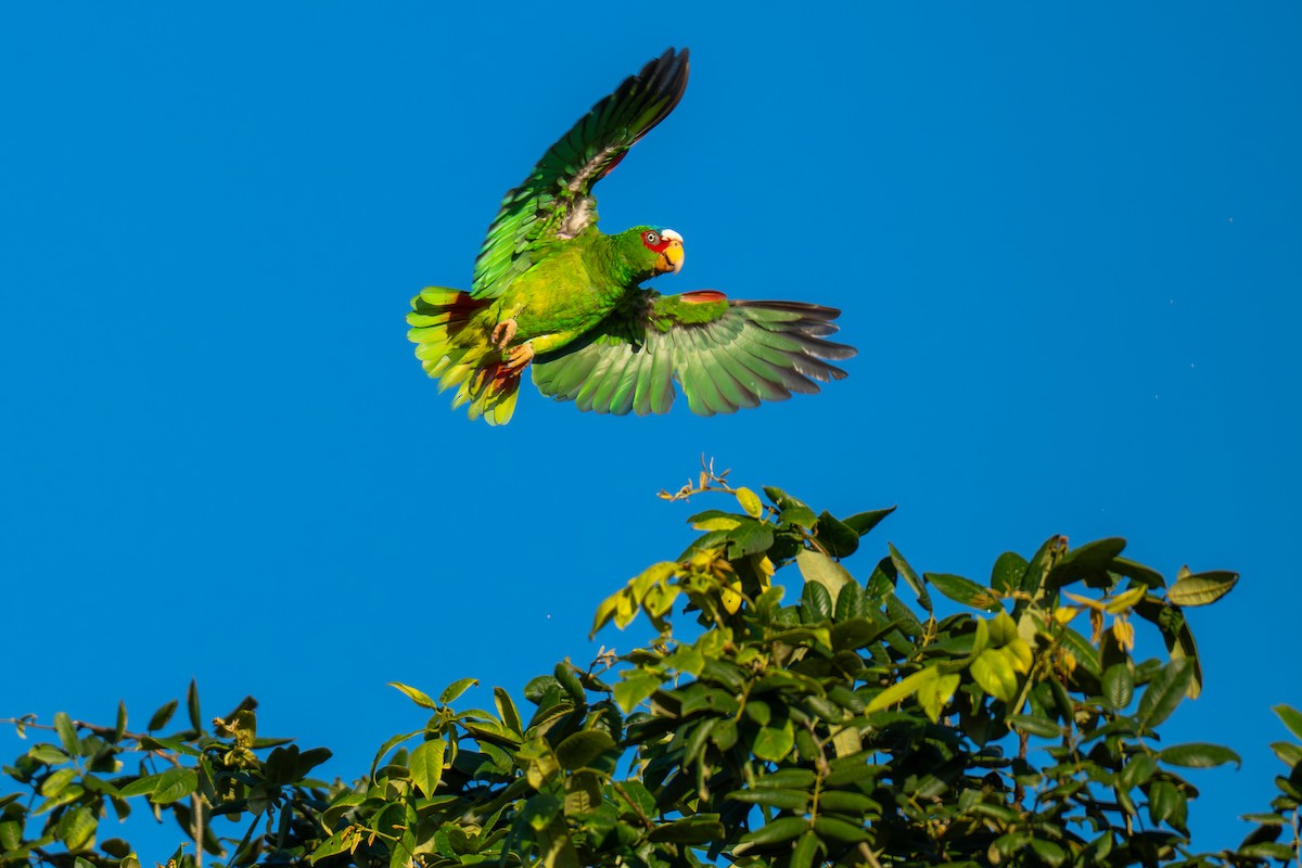 White-fronted Amazon - ML646535783