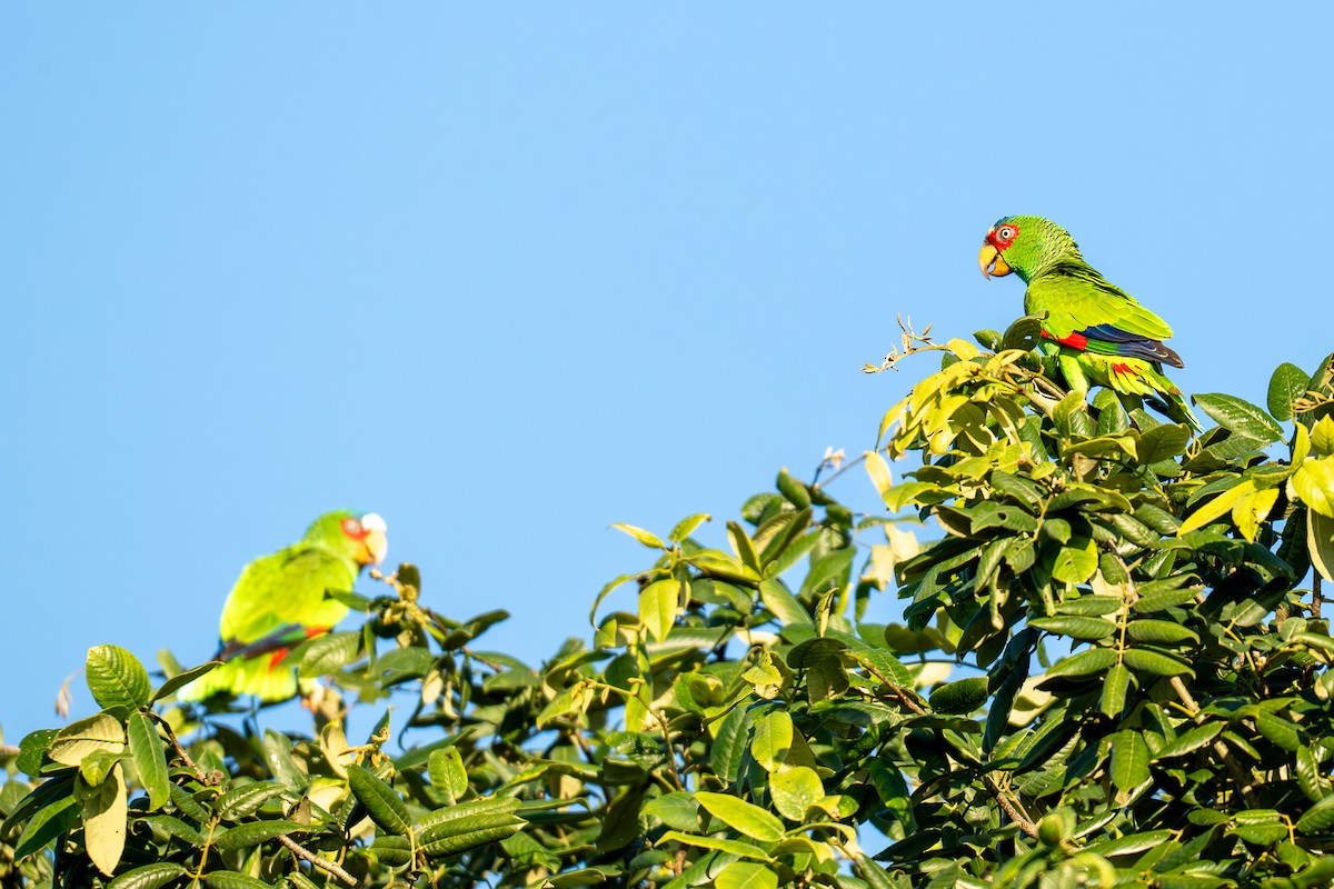 White-fronted Amazon - ML646535784