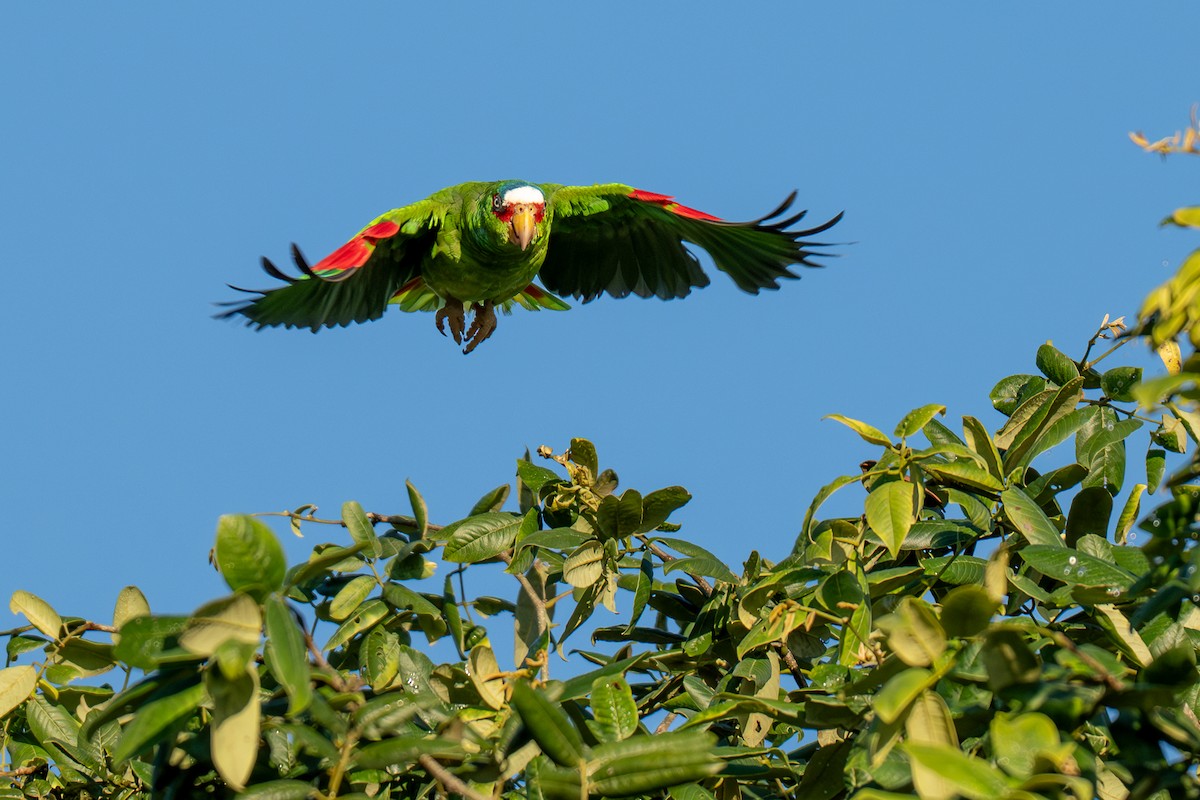 White-fronted Amazon - ML646535785