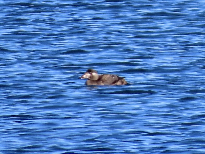 Surf Scoter - ML646535788