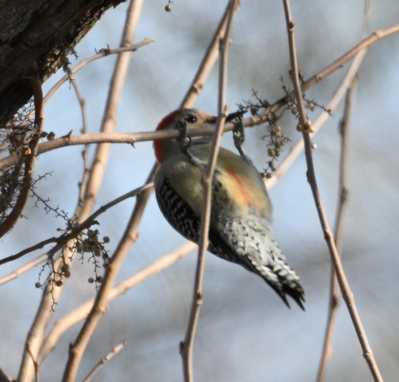 Carpintero de Carolina - ML646535790