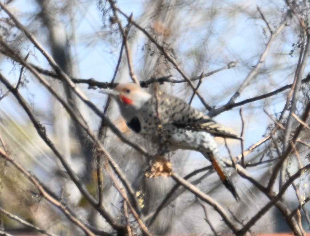 Carpintero Escapulario - ML646535791