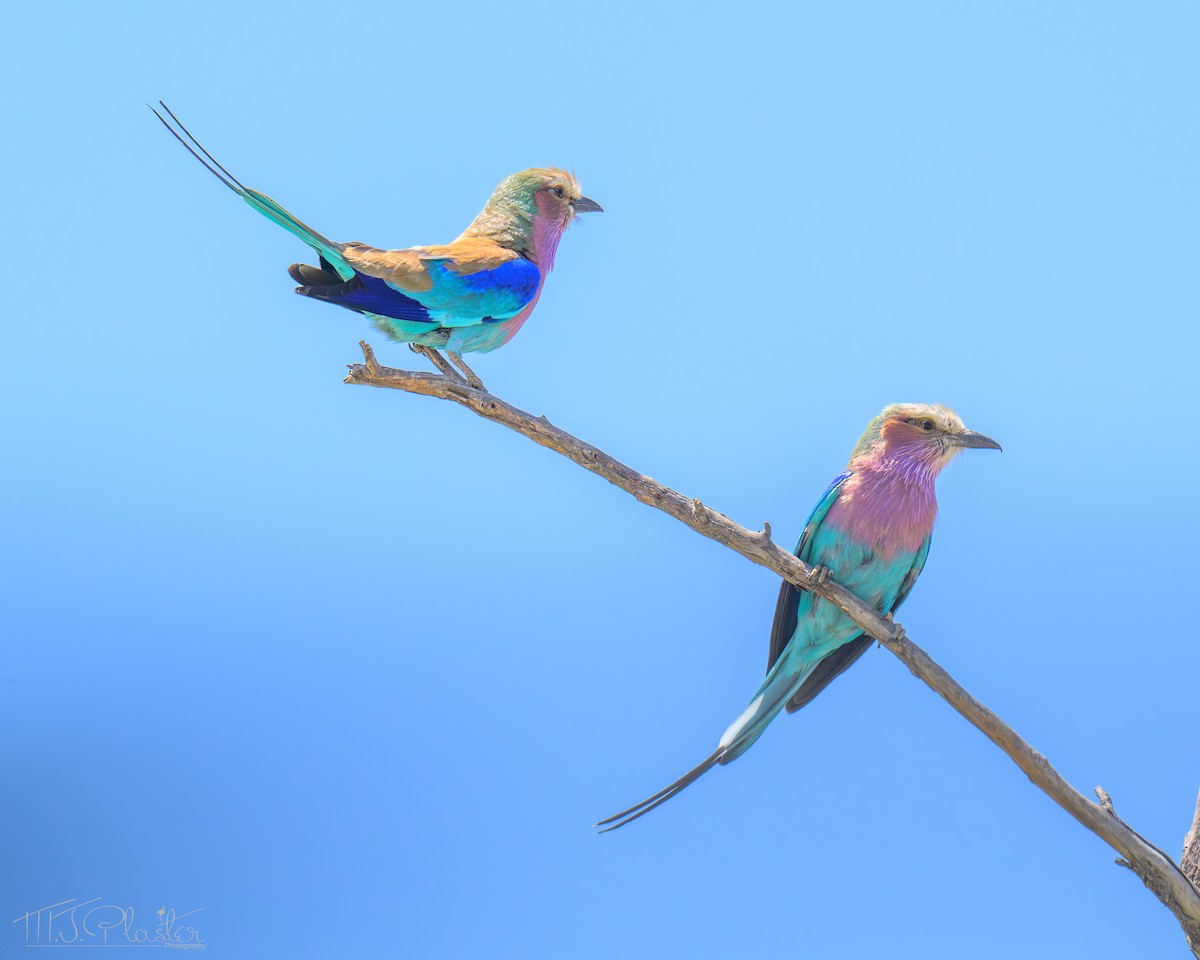 Lilac-breasted Roller (Lilac-breasted) - ML646535792