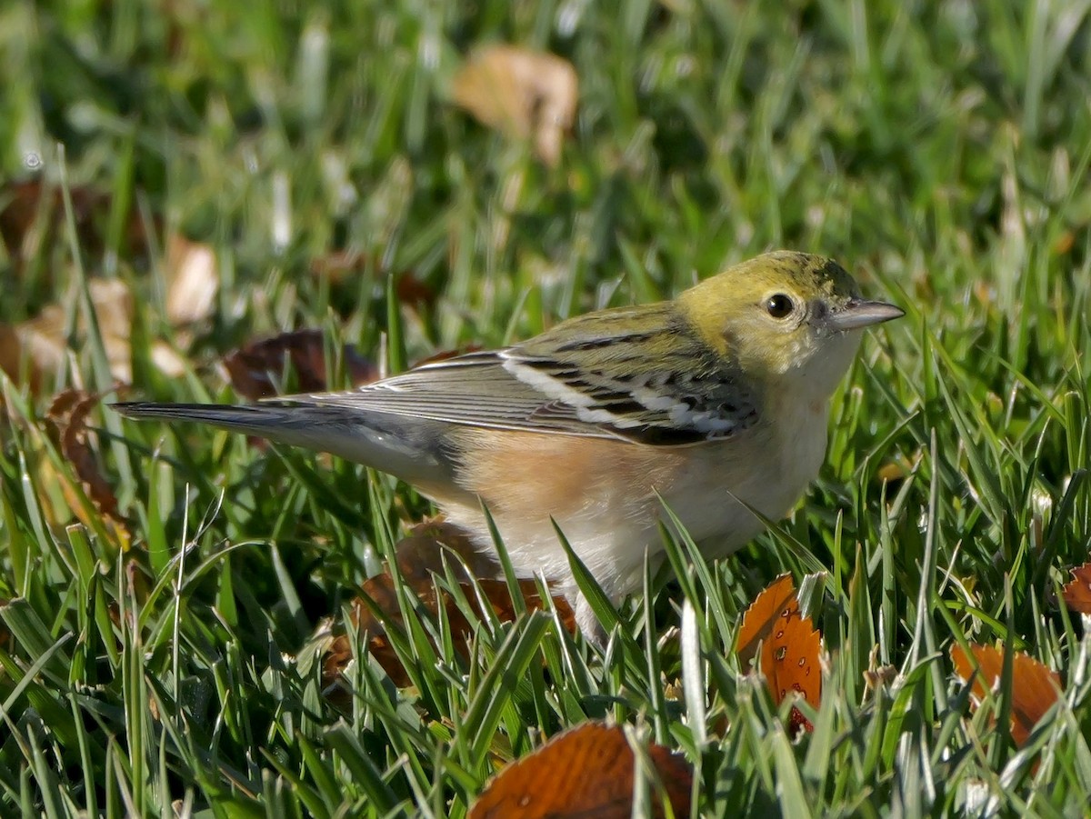Reinita Castaña - ML646535793