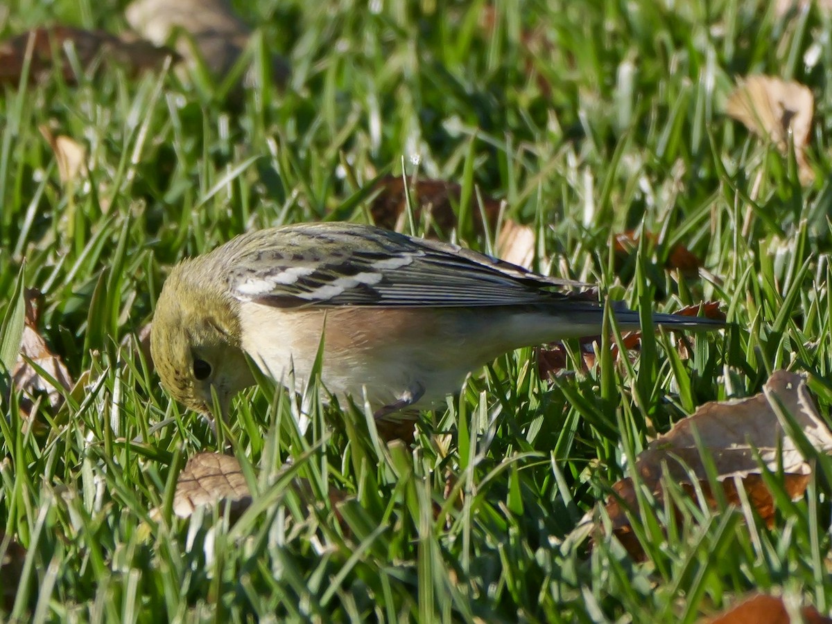 Reinita Castaña - ML646535794
