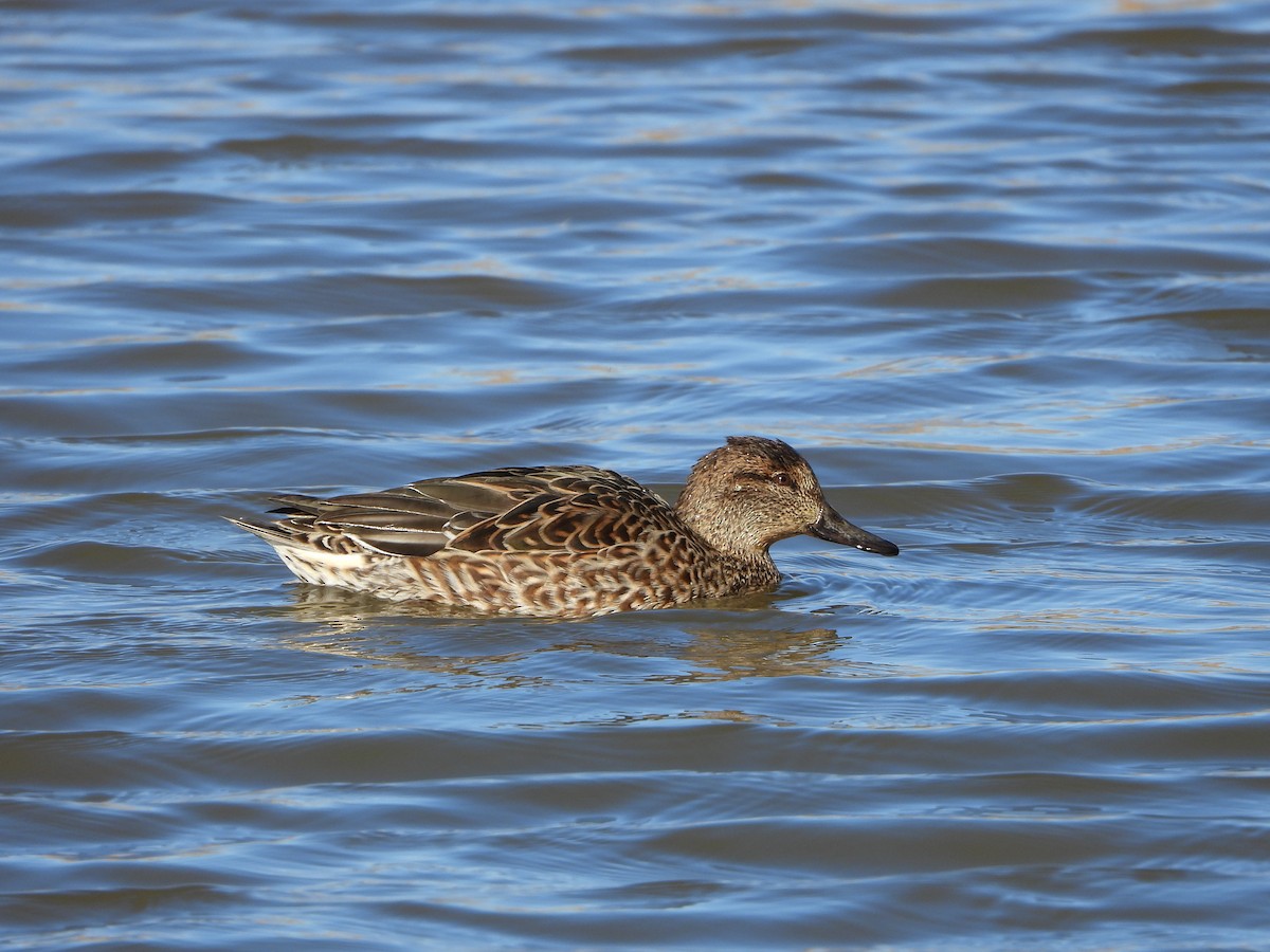 Green-winged Teal (Eurasian) - ML646535795