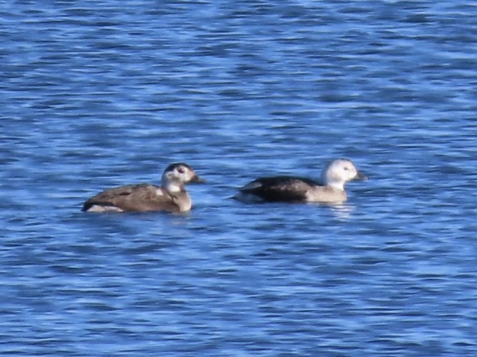 Мөнгөлөг шунгаахай - ML646535799