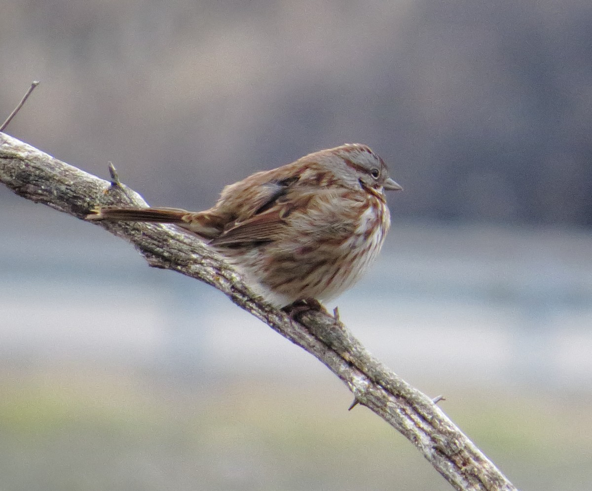 Song Sparrow - ML646535800