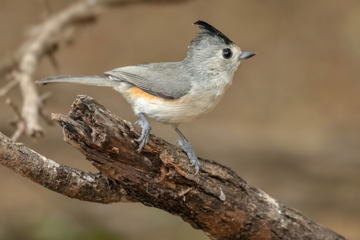 クロエボシガラ - ML646535801