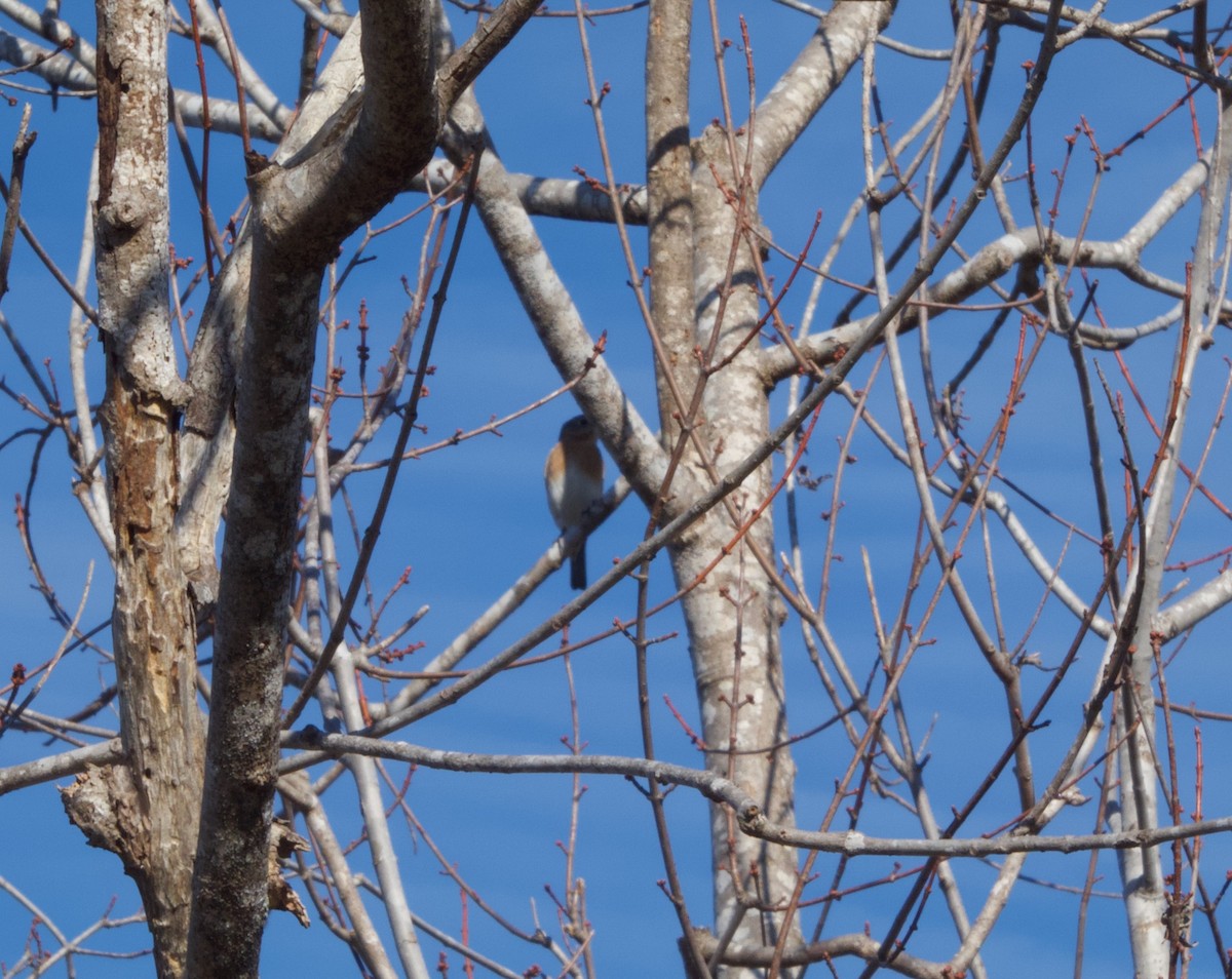 Eastern Bluebird - ML646535802