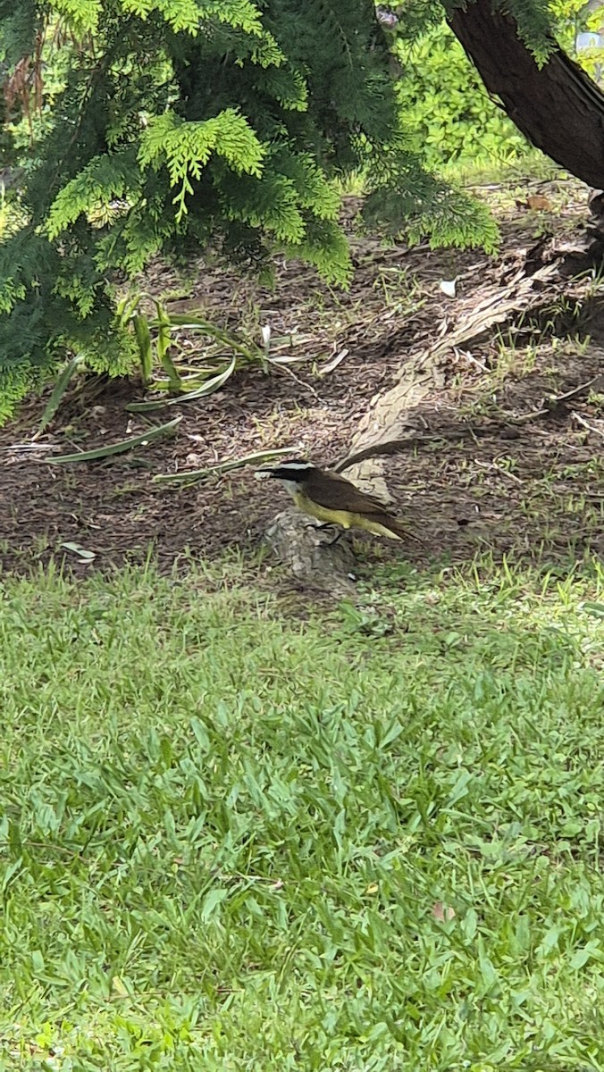 Great Kiskadee - ML646535803