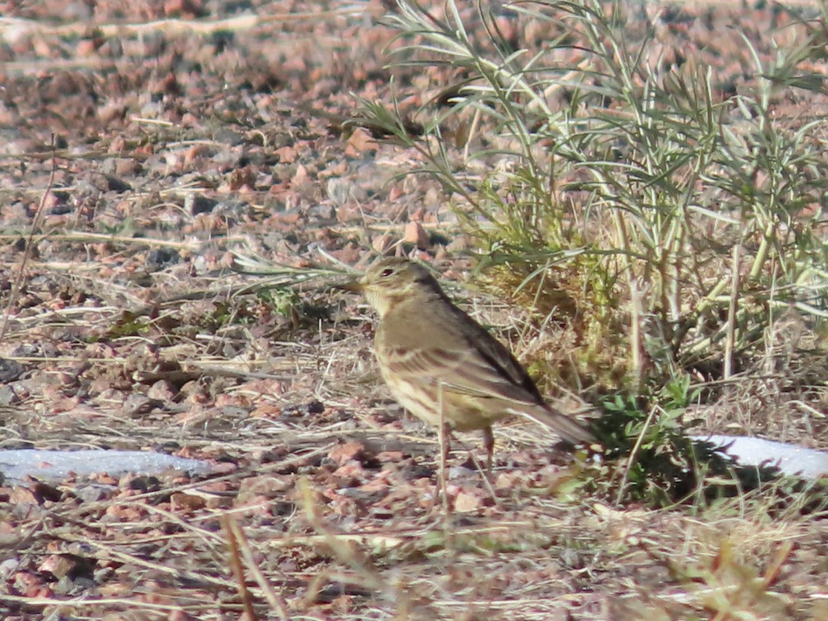 American Pipit - ML646535804