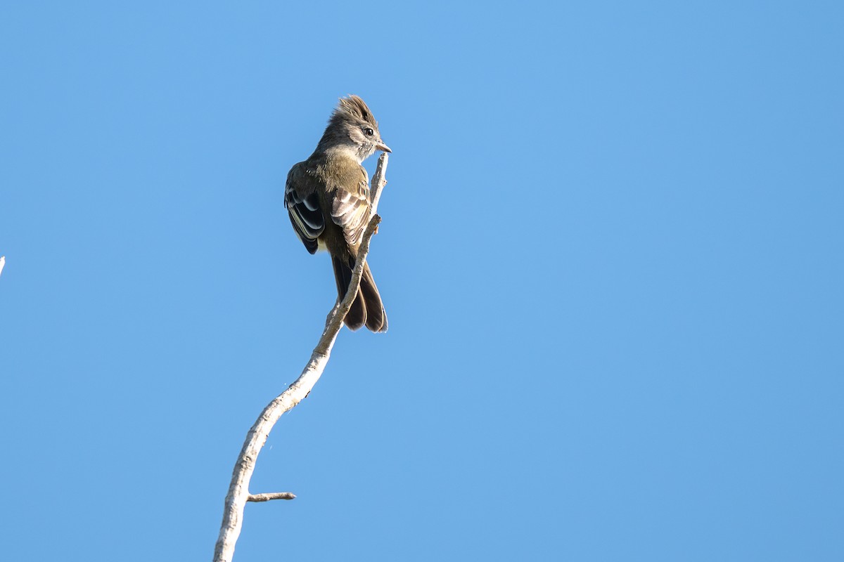 Yellow-bellied Elaenia - ML646535805