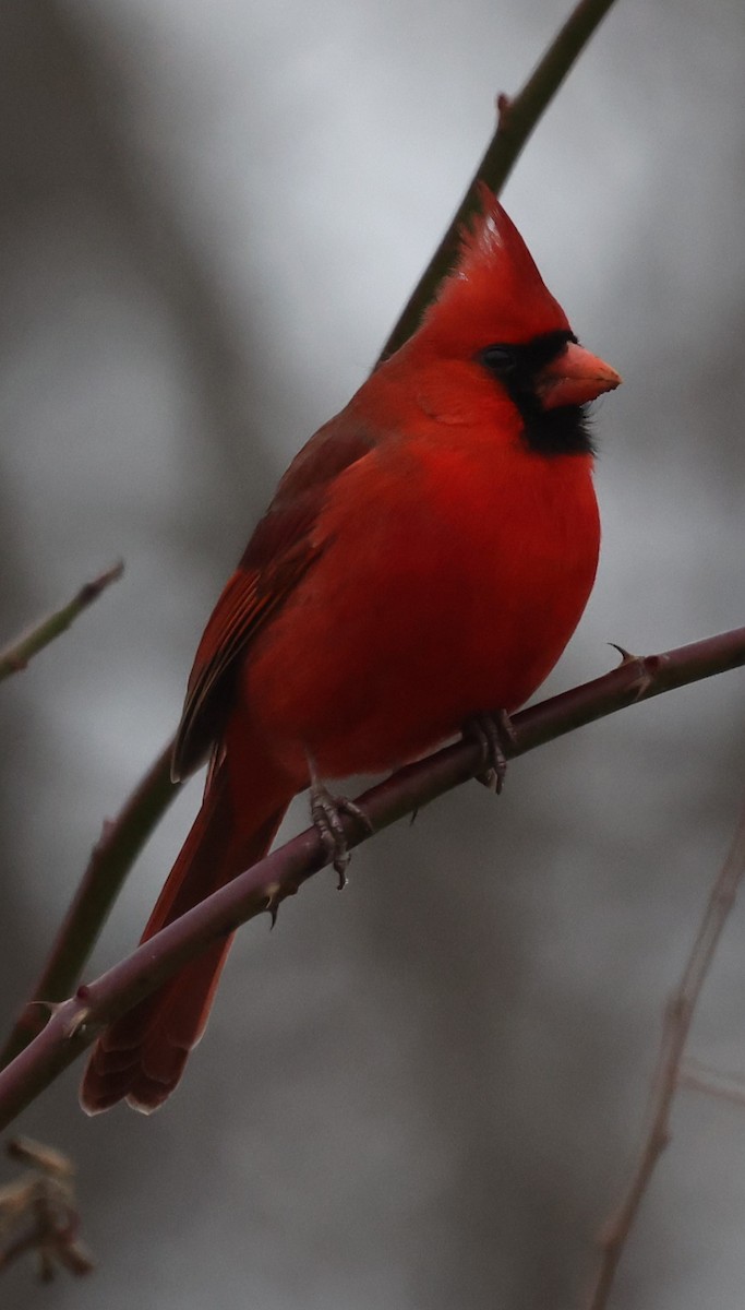 Northern Cardinal (Common) - ML646535807