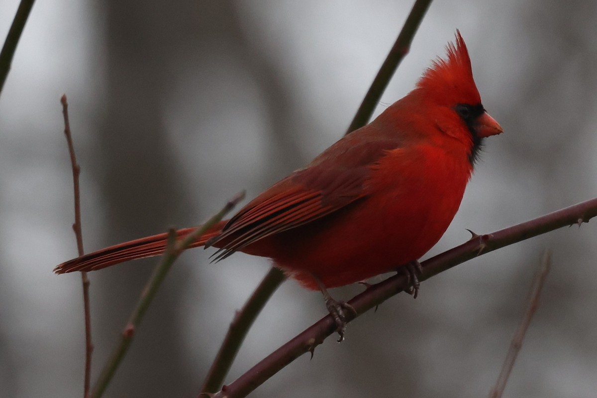Northern Cardinal (Common) - ML646535808
