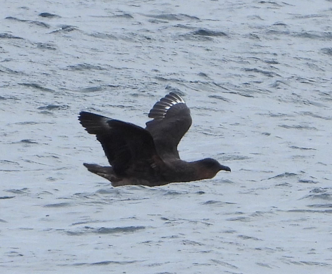 Chilean Skua - ML646535810
