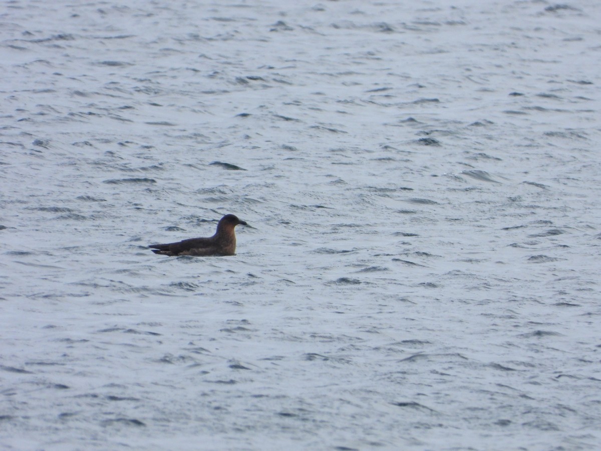 Chilean Skua - ML646535811