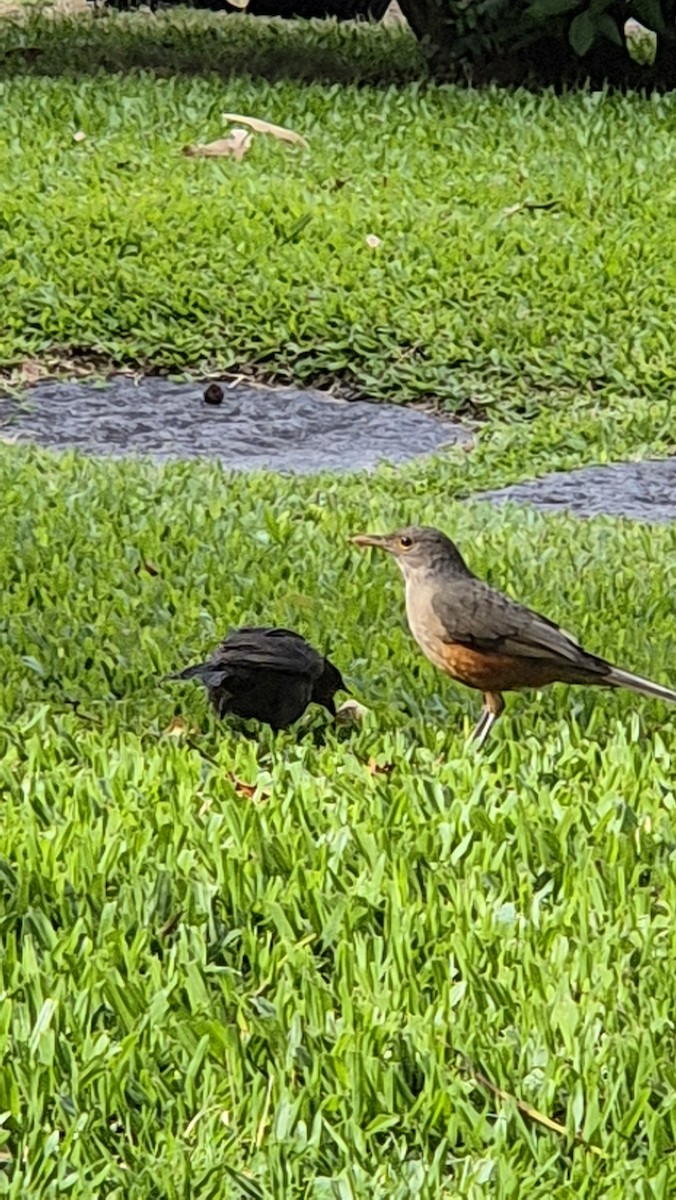 Rufous-bellied Thrush - ML646535813