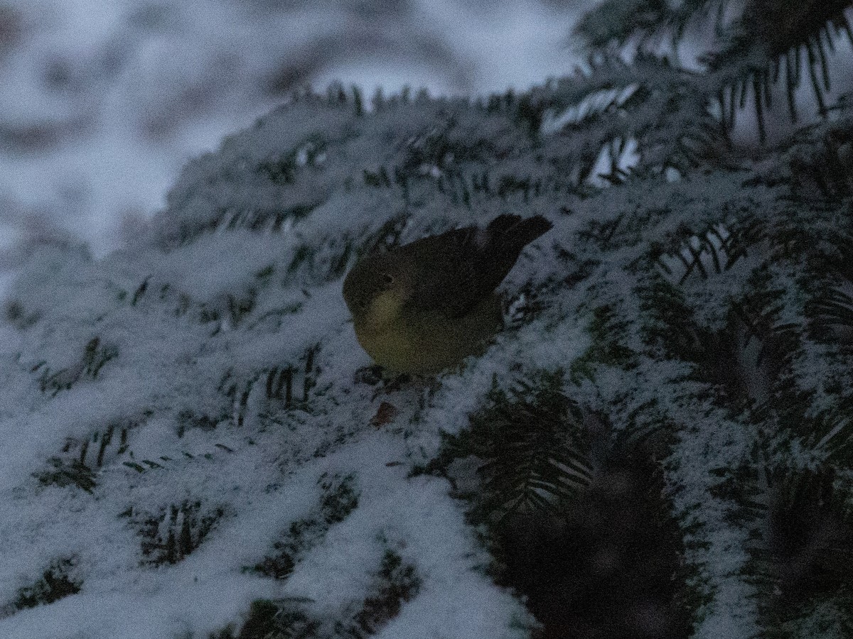 Northern Yellow Warbler - ML646535825