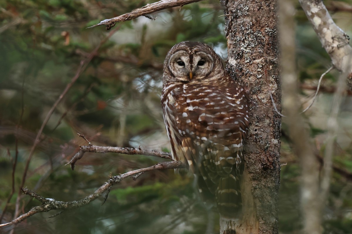Barred Owl - ML646535831