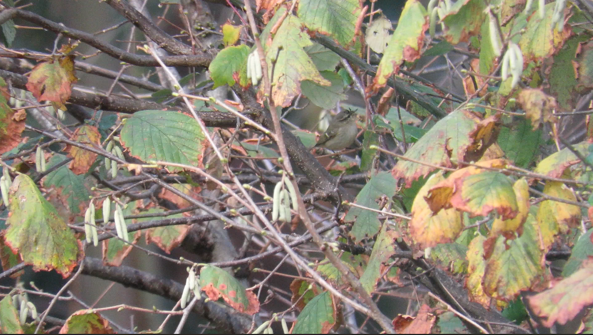 淡眉柳鶯 - ML646535833