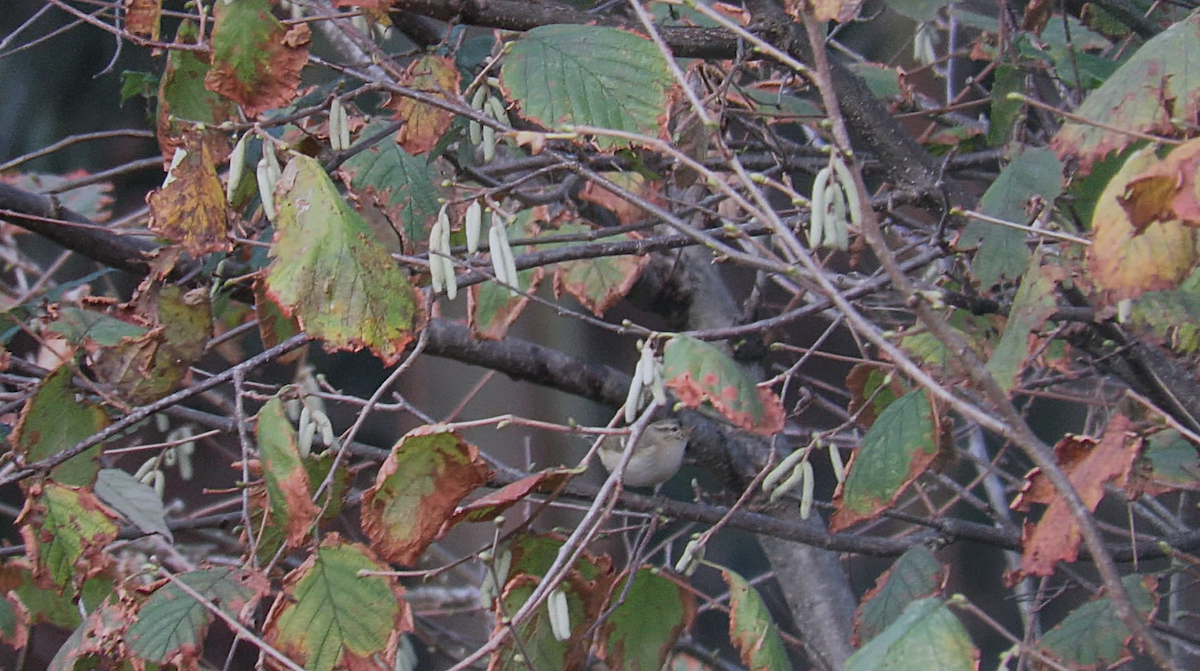 淡眉柳鶯 - ML646535834