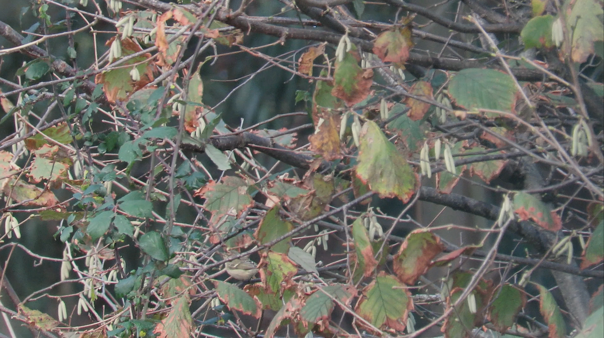 淡眉柳鶯 - ML646535835