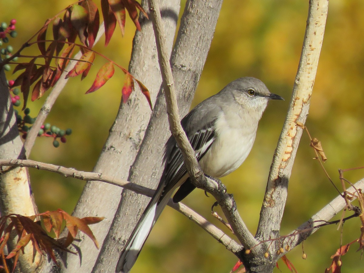 Northern Mockingbird - ML646535836