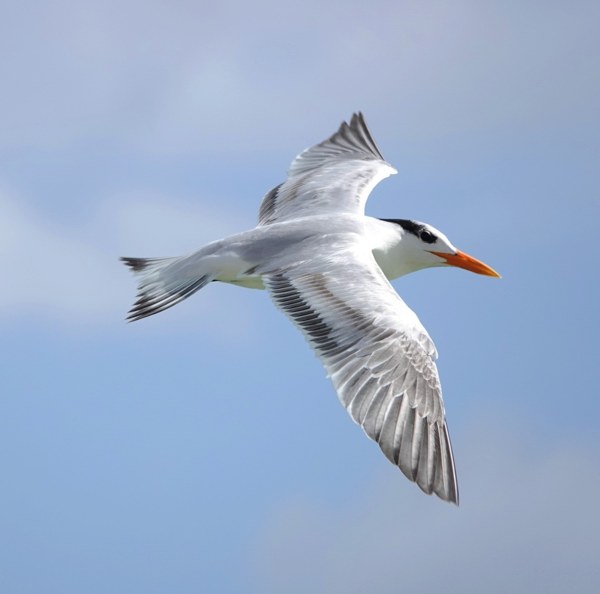 שחפית גדולה - ML646535841