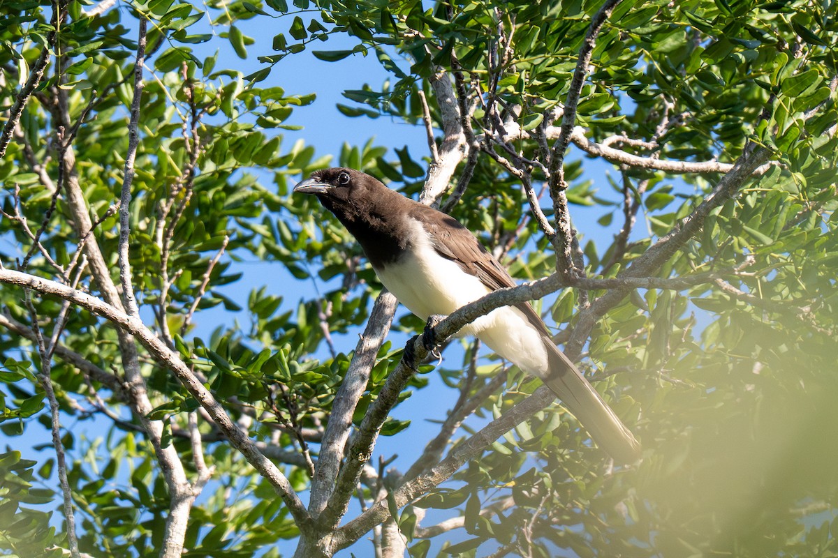 Brown Jay - ML646535842