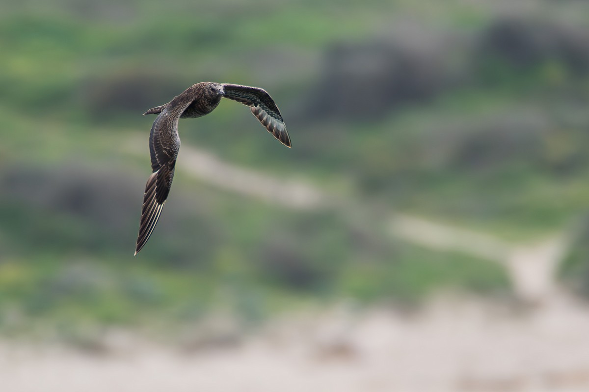 Parasitic Jaeger - ML646535843