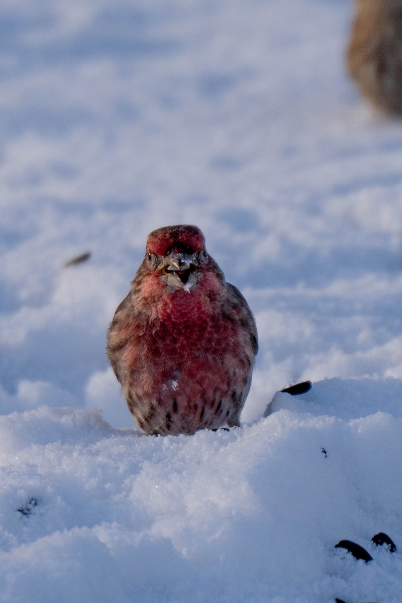 House Finch - ML646535844