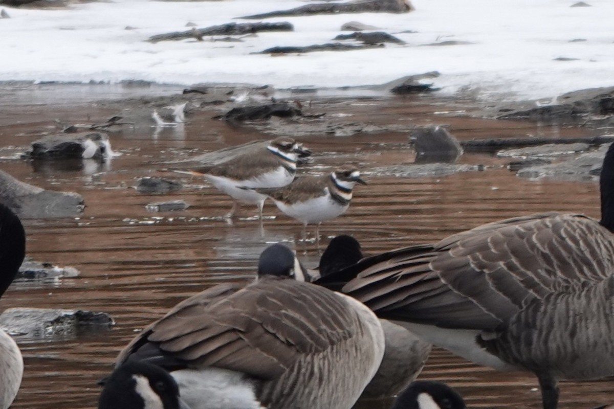 Killdeer - ML646535845