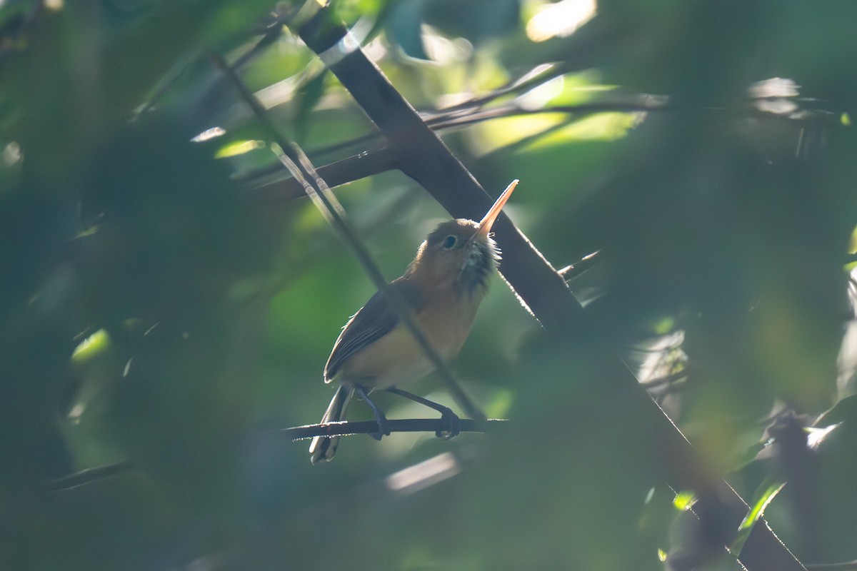 Long-billed Gnatwren - ML646535850