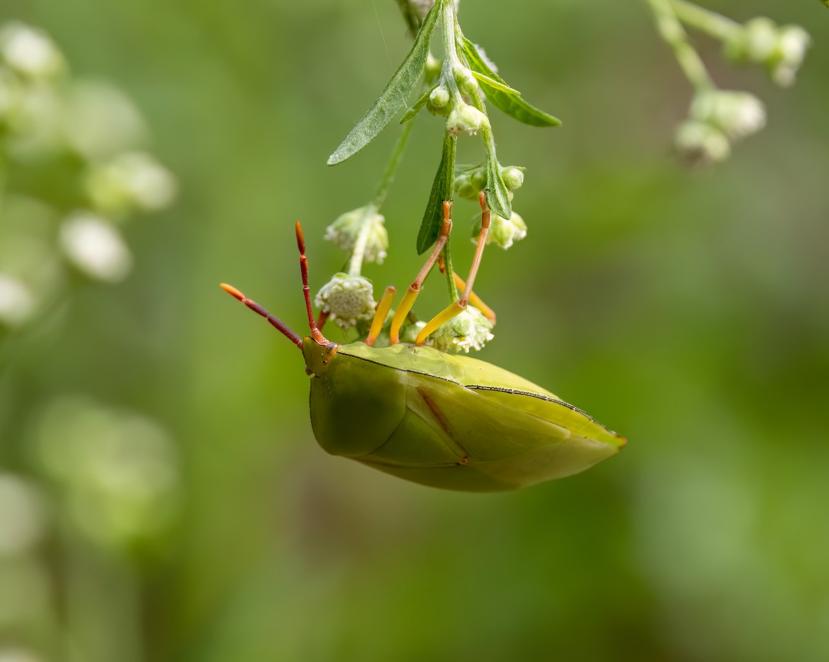 Animales - ML646535852