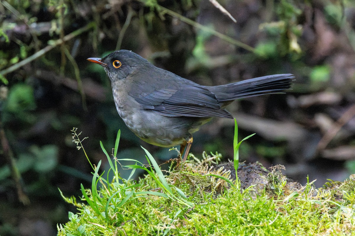Белоглазый соловьиный дрозд - ML646535855