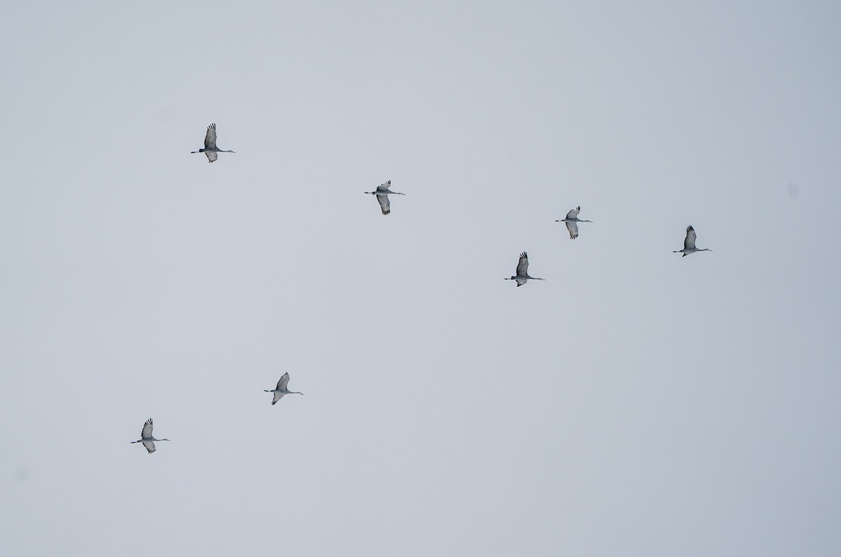 Sandhill Crane - ML646535856