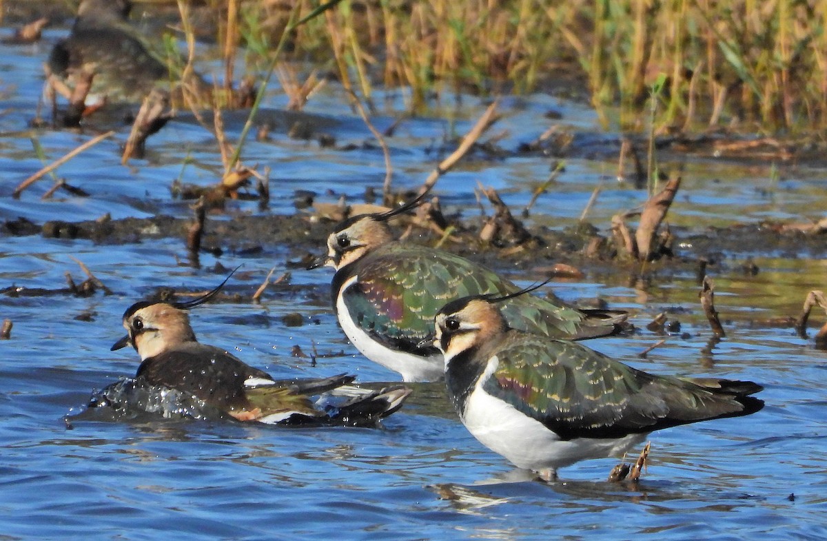 Northern Lapwing - ML646535857