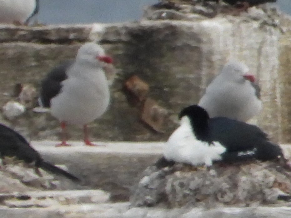 マゼランカモメ - ML646535858