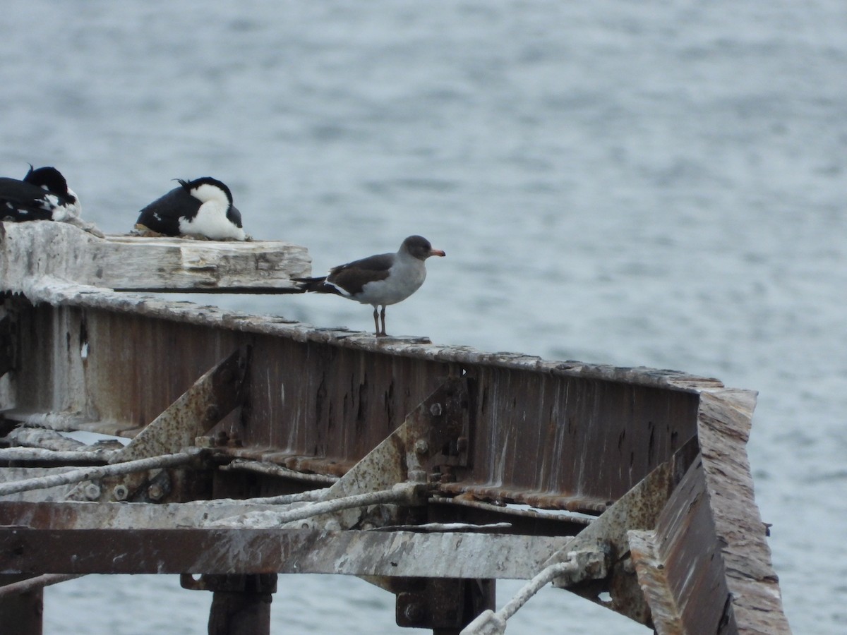 マゼランカモメ - ML646535859