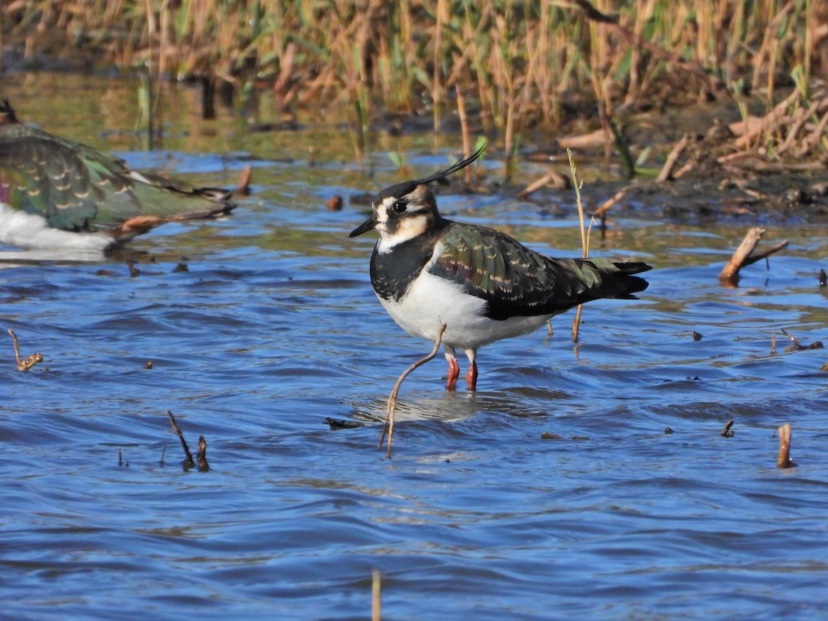 Northern Lapwing - ML646535860