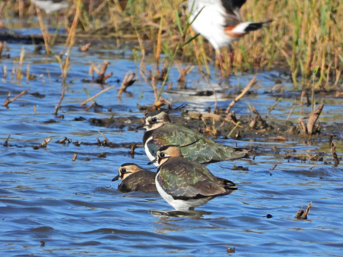 Northern Lapwing - ML646535861