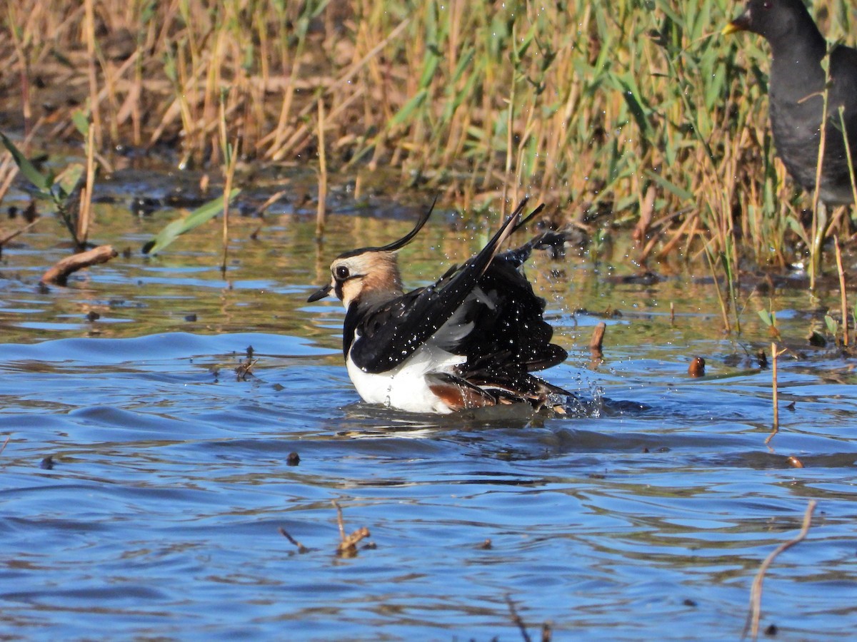 Northern Lapwing - ML646535862