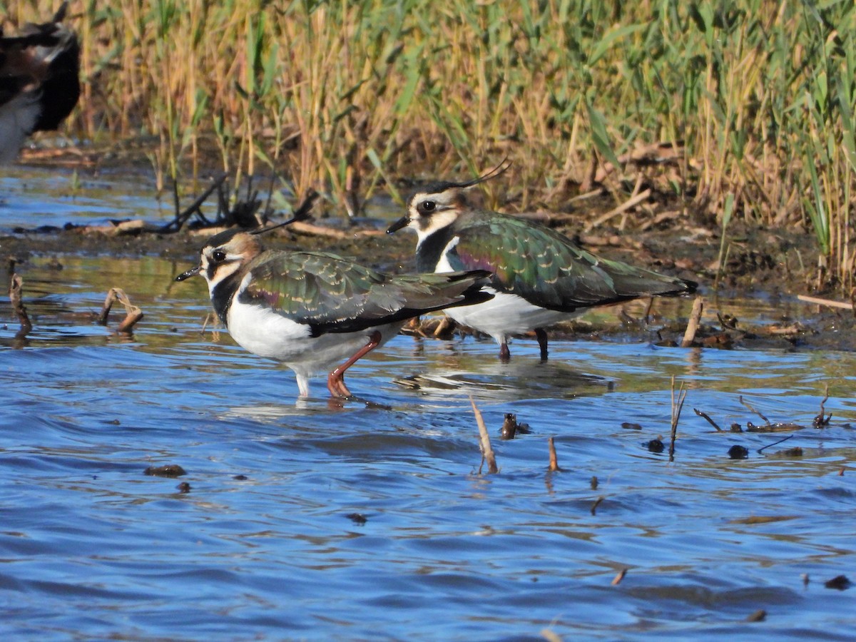 Northern Lapwing - ML646535863