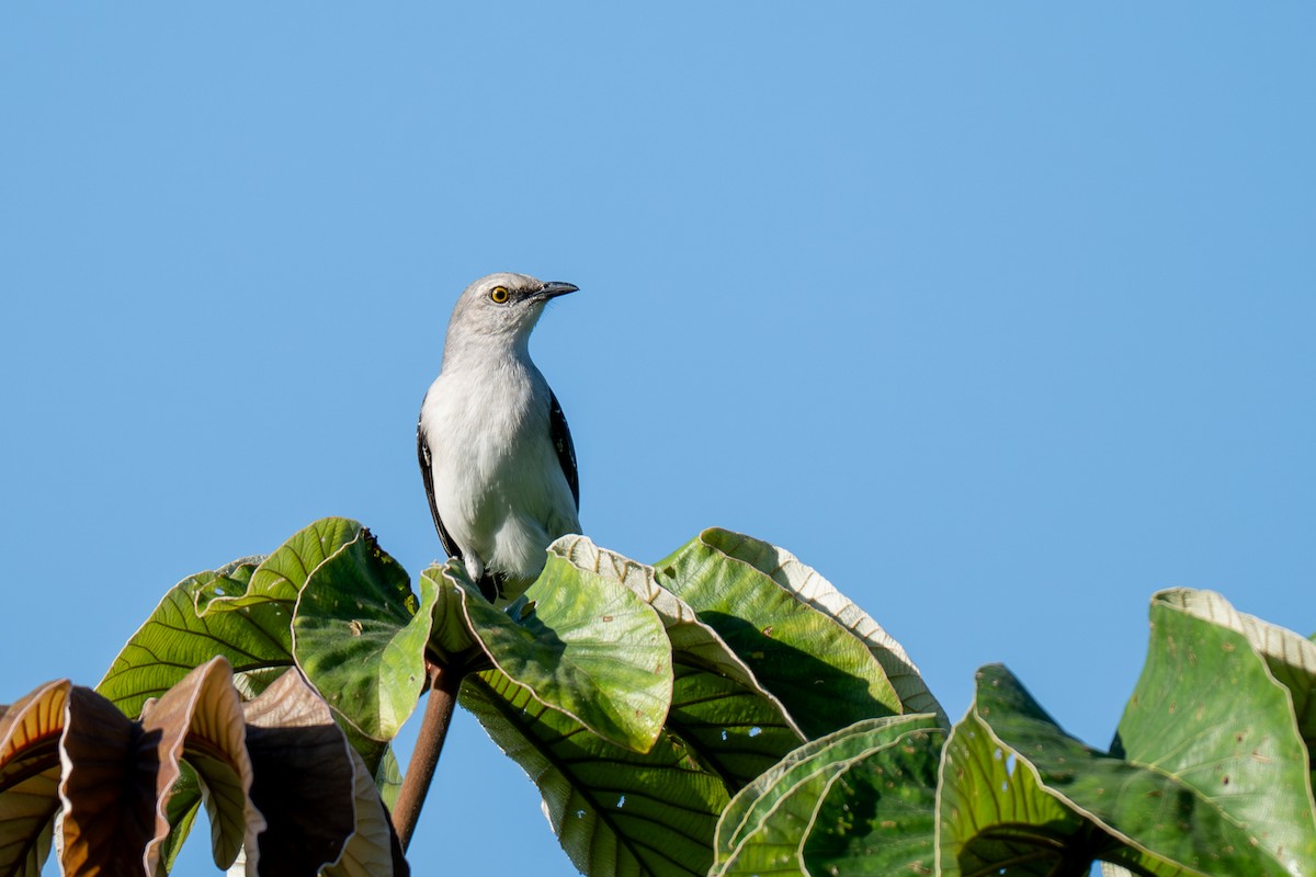Tropical Mockingbird - ML646535864