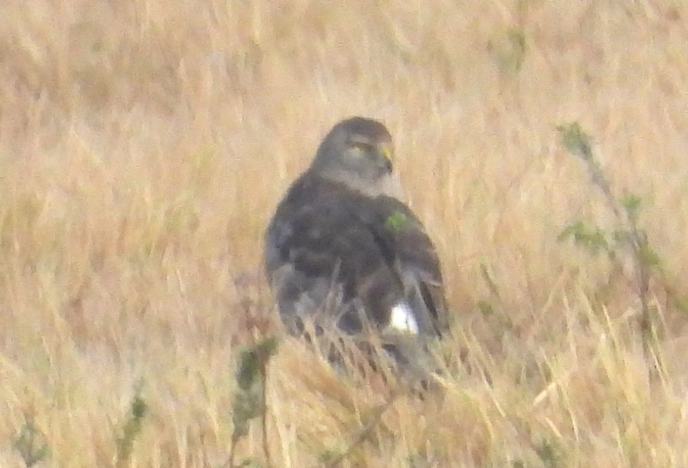 Northern Harrier - ML646535865