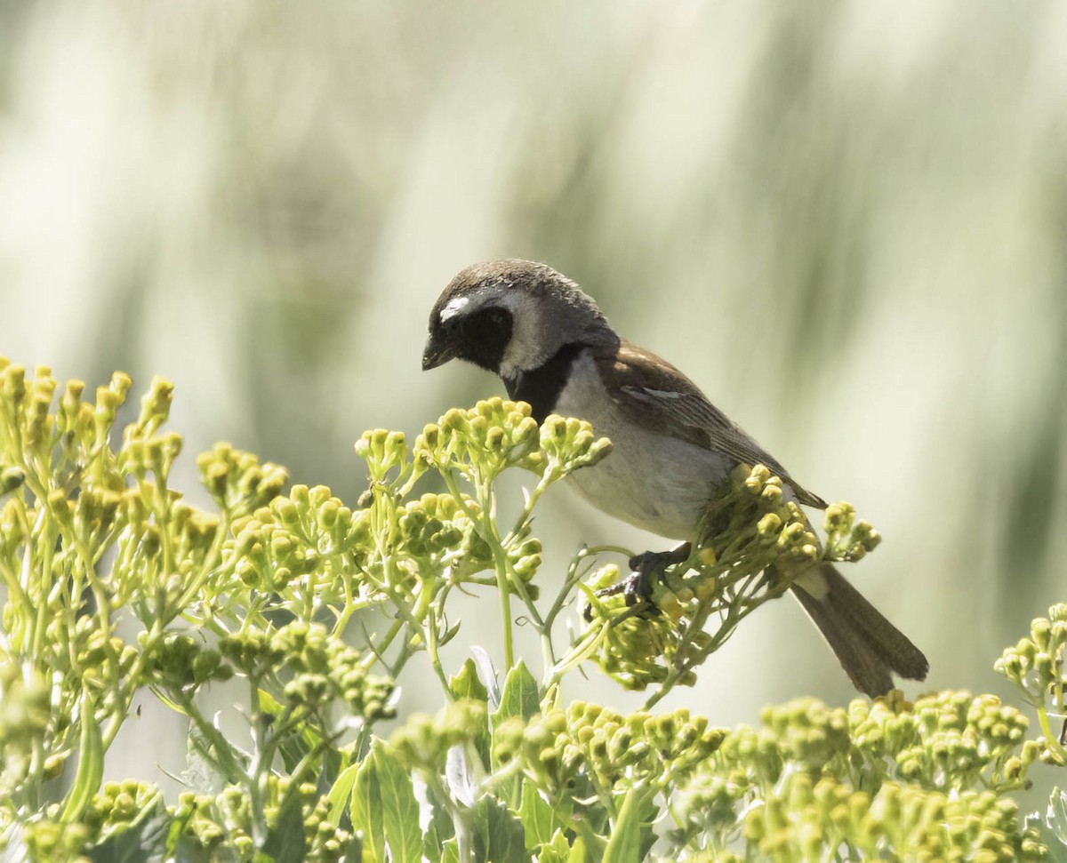Капский воробей - ML646535869